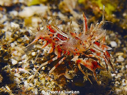 tiger shrimp found in Lembeh, D200 by Thomas Lueken 